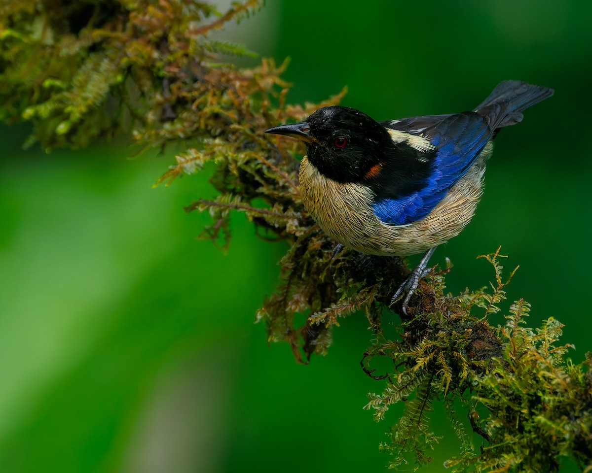 Altın Boyunlu Balkuşu - ML647007777