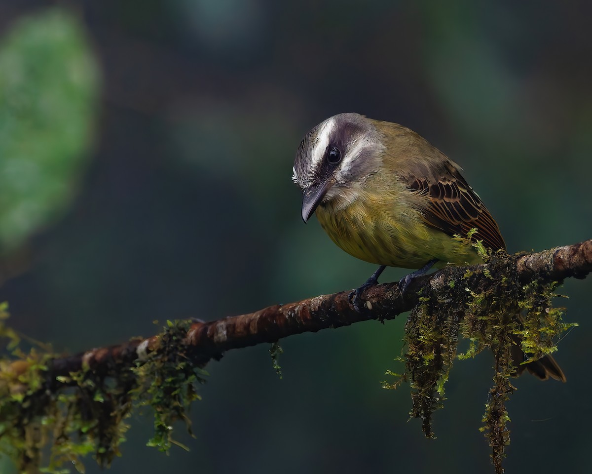 Altın Karınlı Tiran - ML647007778