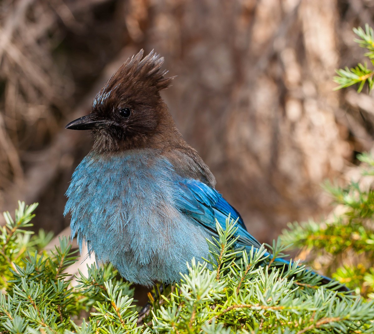 Steller Kargası - ML647007779