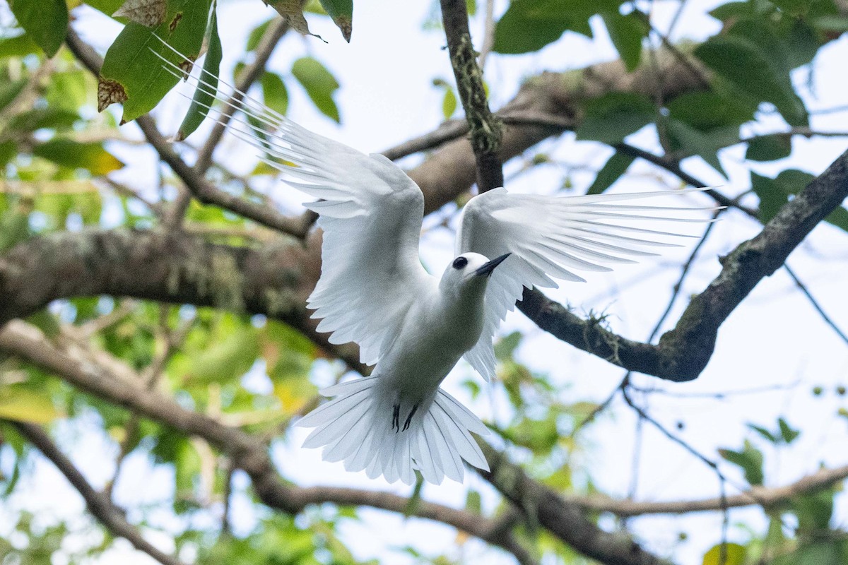 Küçük Sütbeyaz Sumru - ML647007780