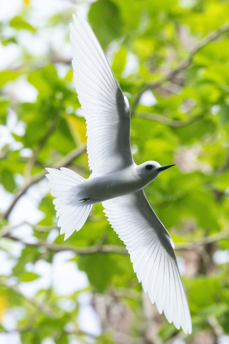 Küçük Sütbeyaz Sumru - ML647007781