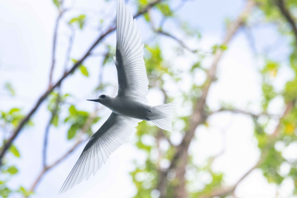 Küçük Sütbeyaz Sumru - ML647007782