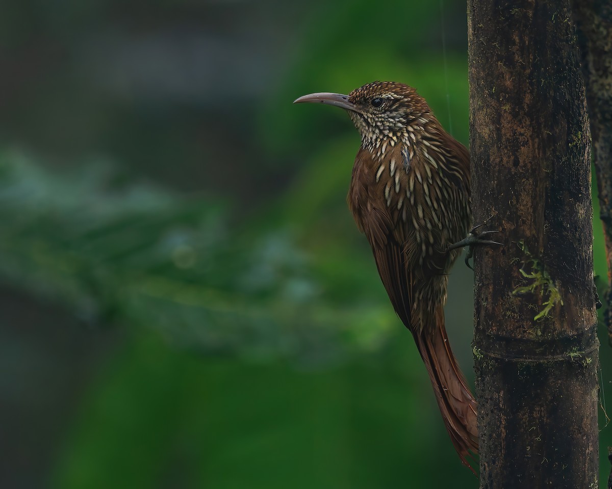 Dağ Tırmaşık - ML647007783