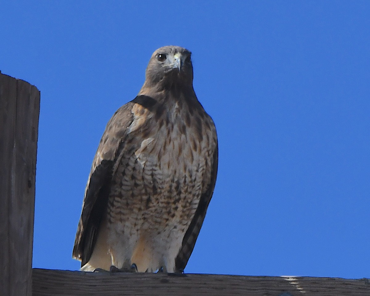 Kızıl Kuyruklu Şahin - ML647007785