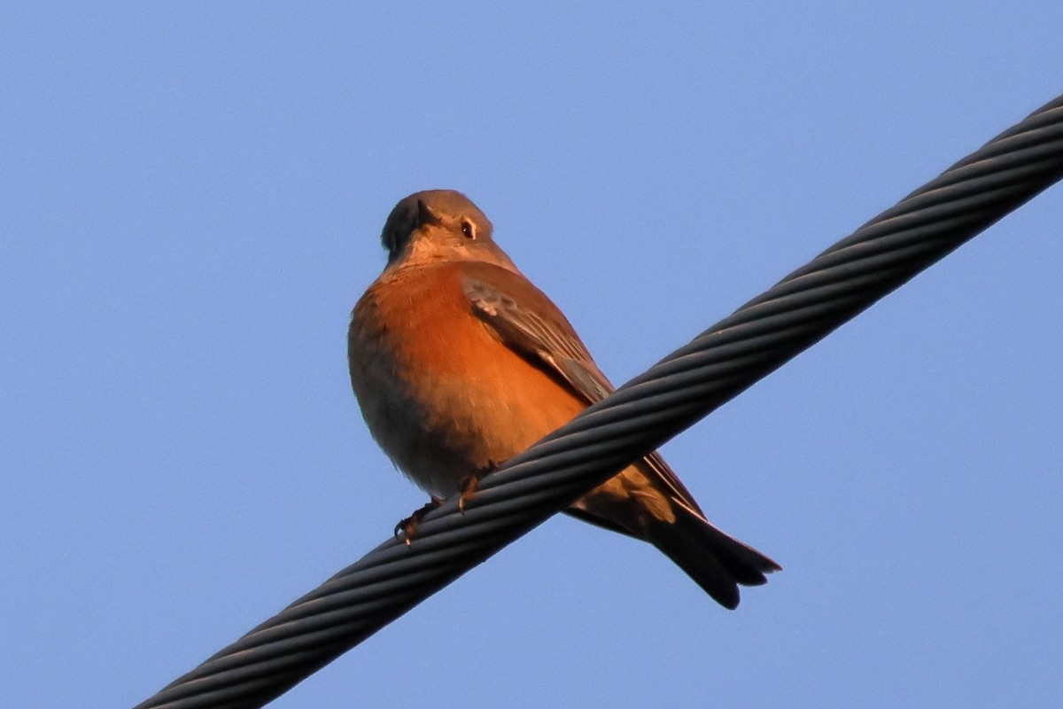 vestblåfugl - ML647007786