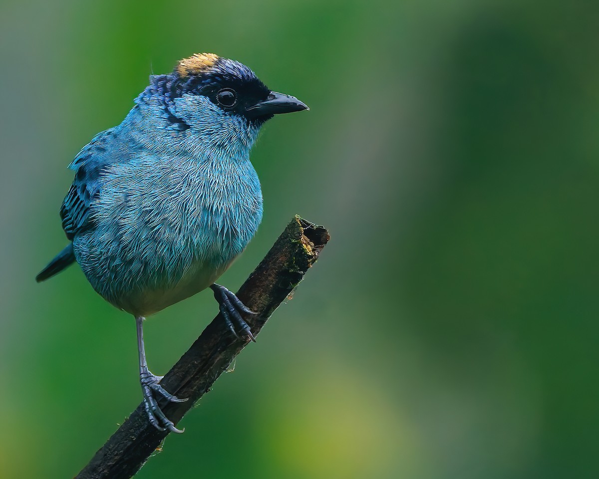 Altın Enseli Tangara [ruficervix grubu] - ML647007787