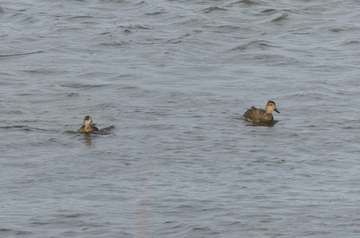 オカヨシガモ - ML647007792