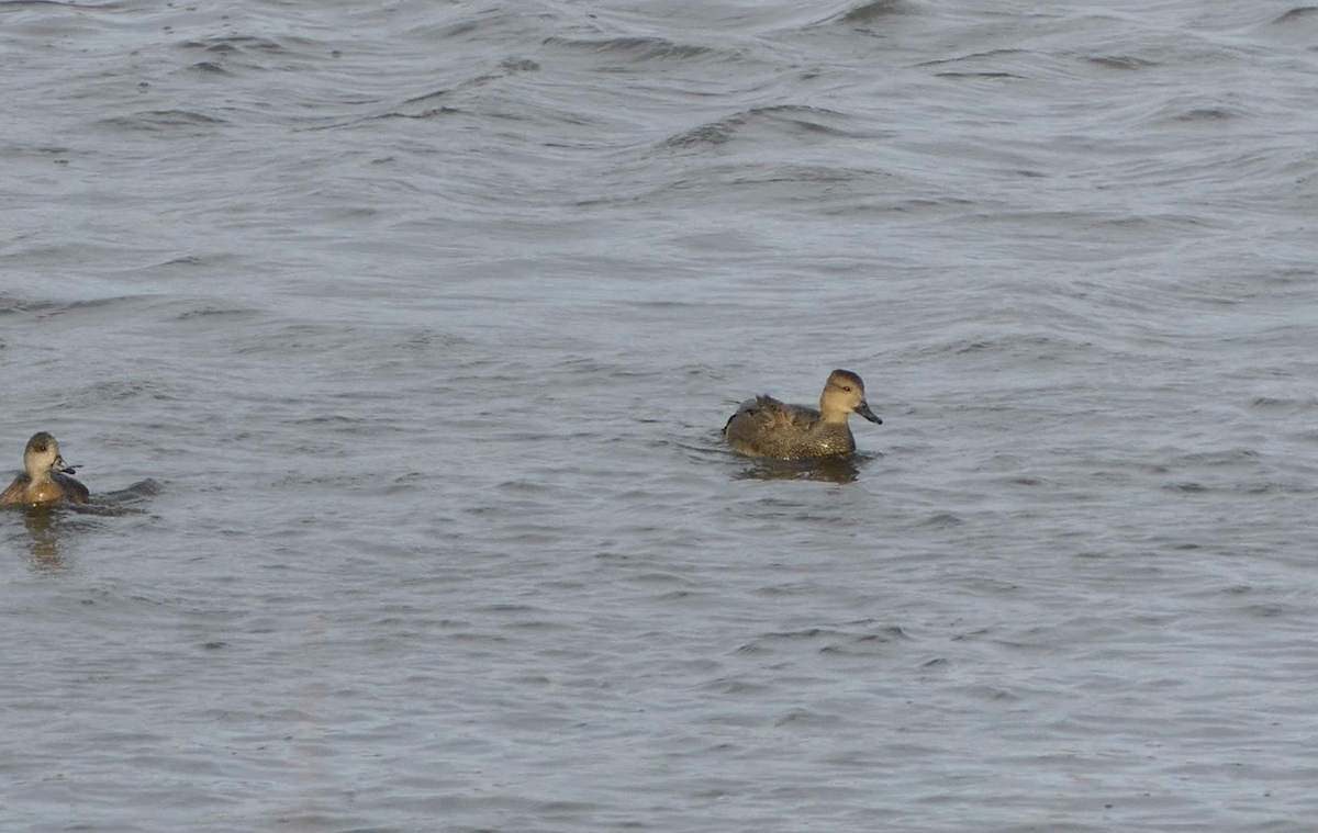 オカヨシガモ - ML647007797