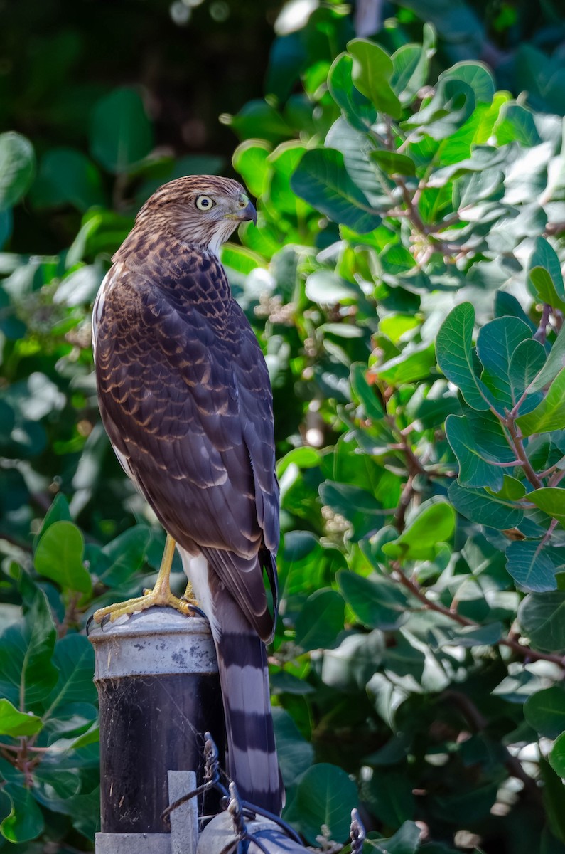 Cooper's Hawk - ML647007798