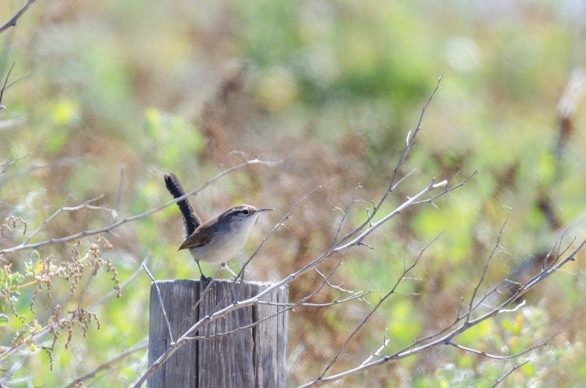 Bewick's Wren - ML647007806