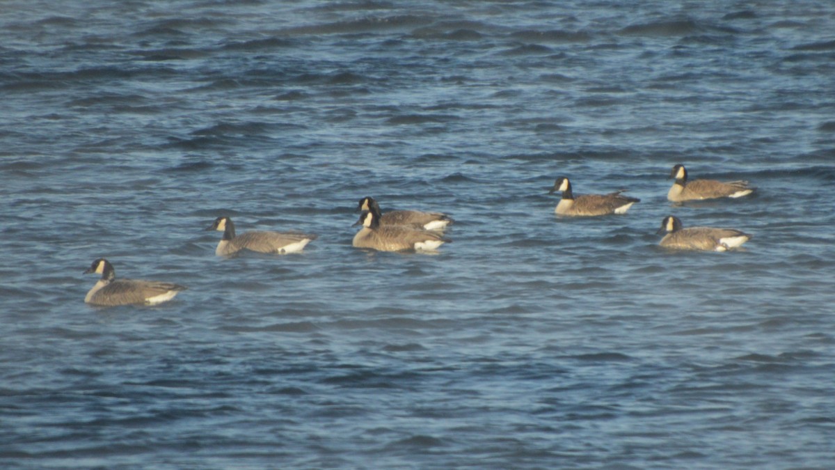 Казарка канадська - ML647007813