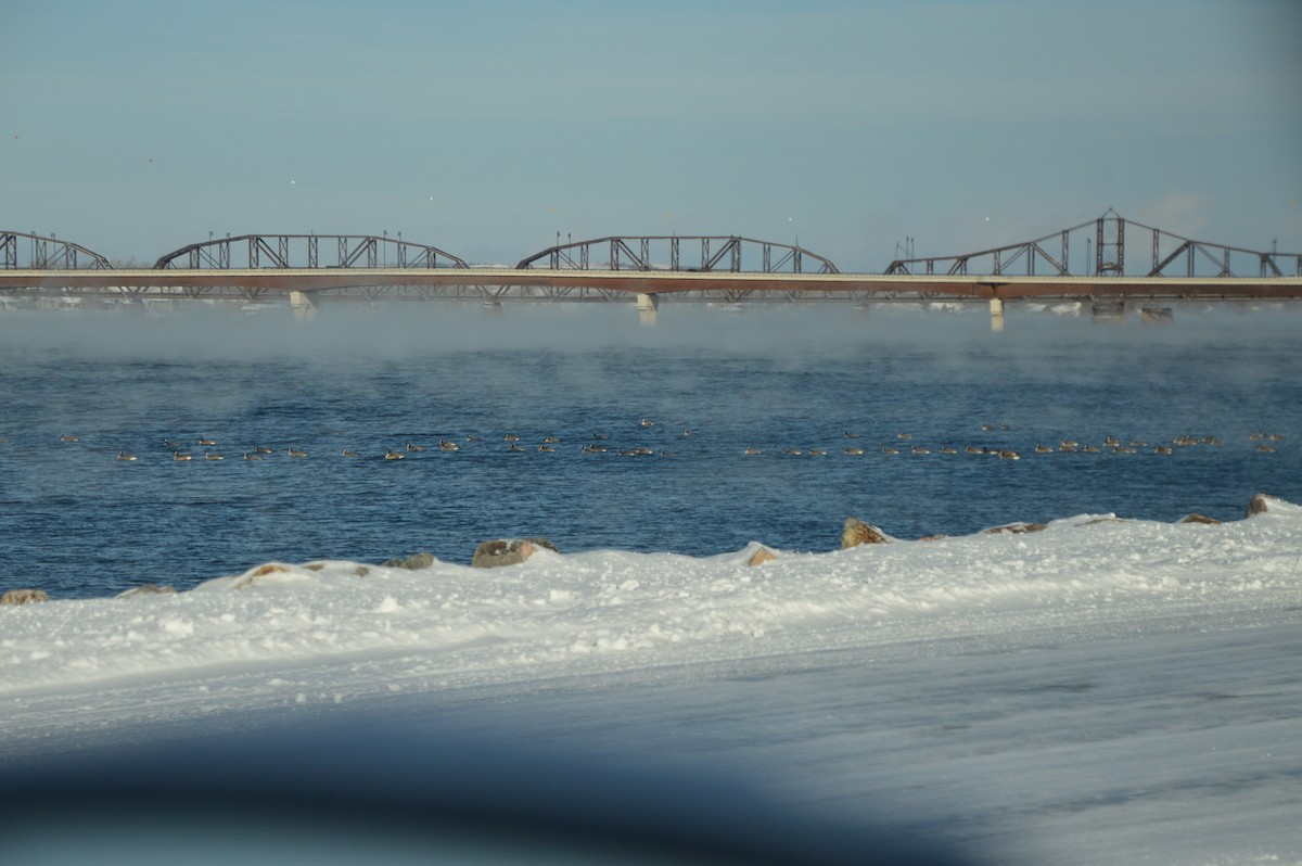 Казарка канадська - ML647007814