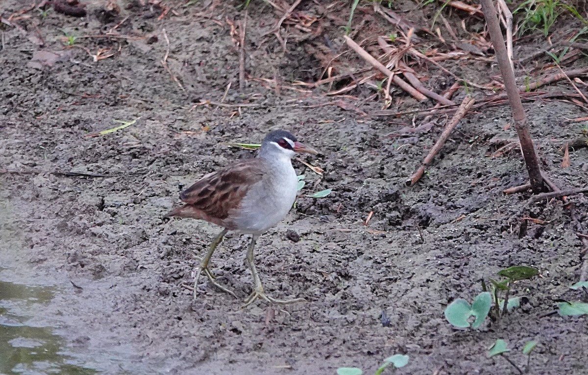 Râle cendré - ML647007816