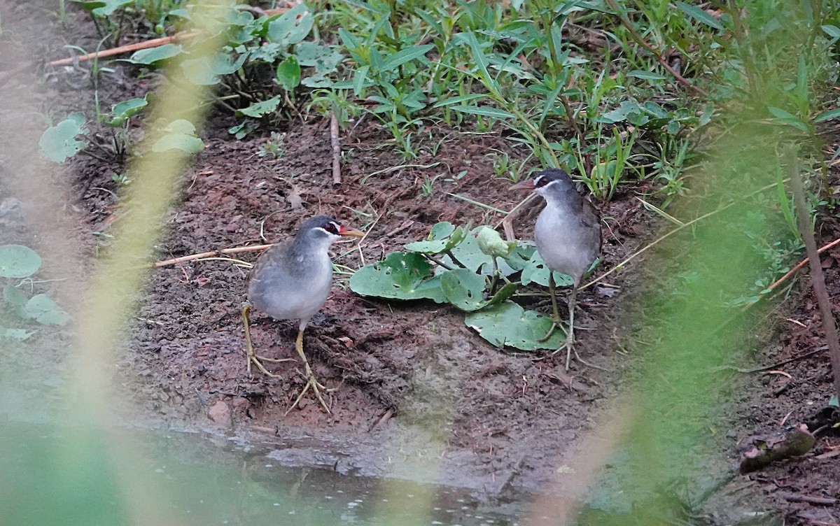 Râle cendré - ML647007817