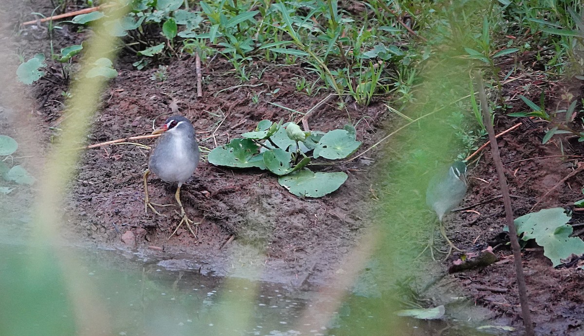 Râle cendré - ML647007818