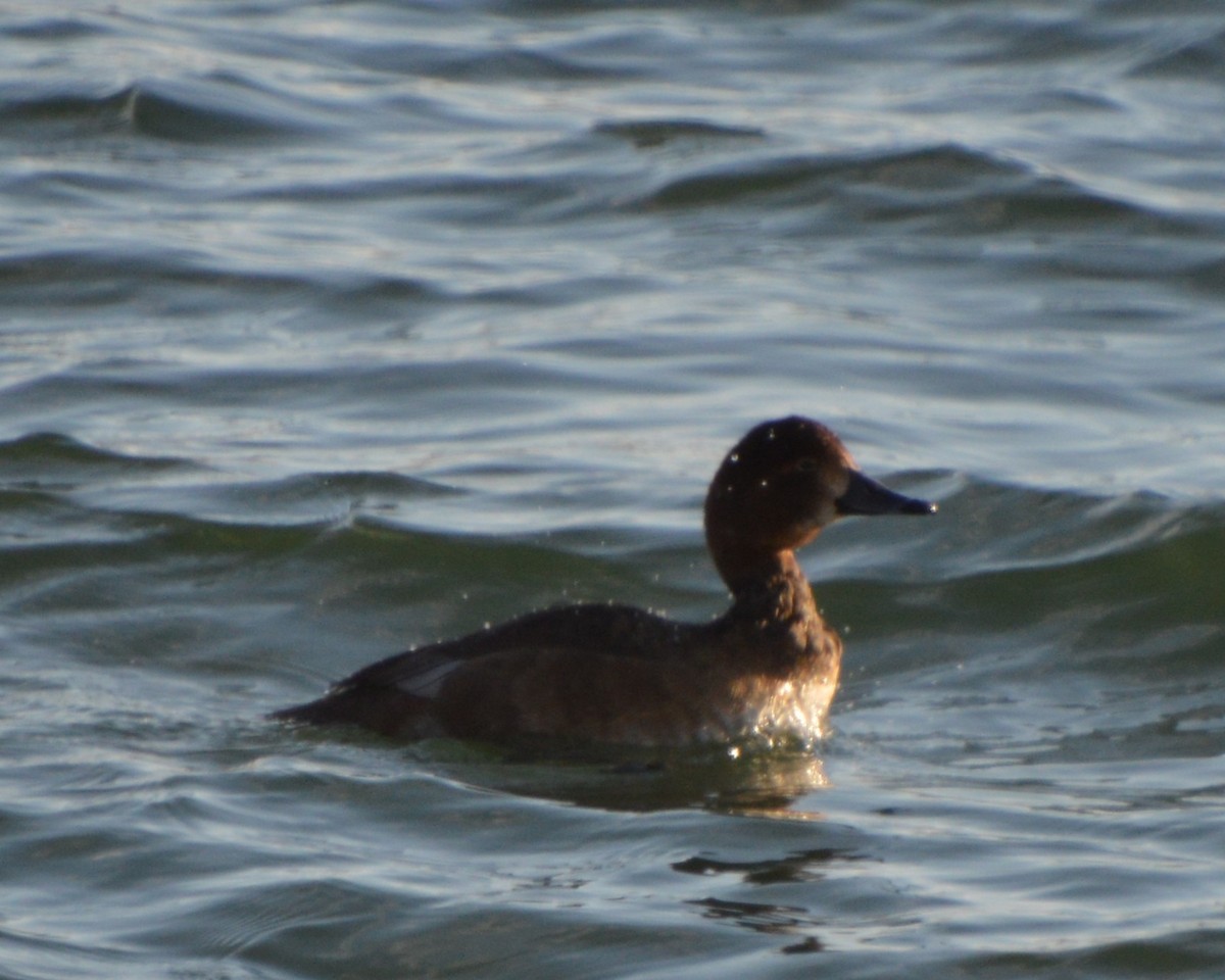 Redhead - ML647007827