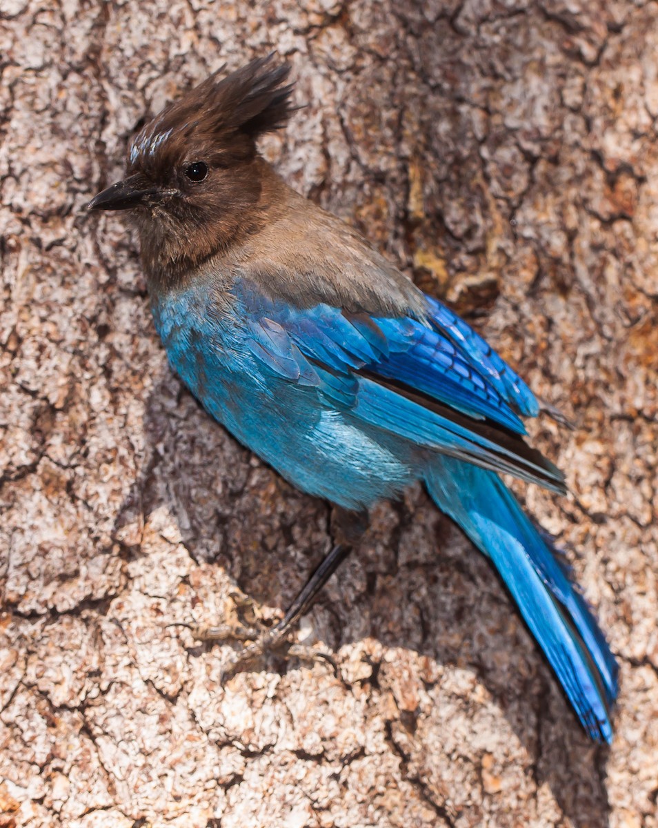 Steller Kargası - ML647007831