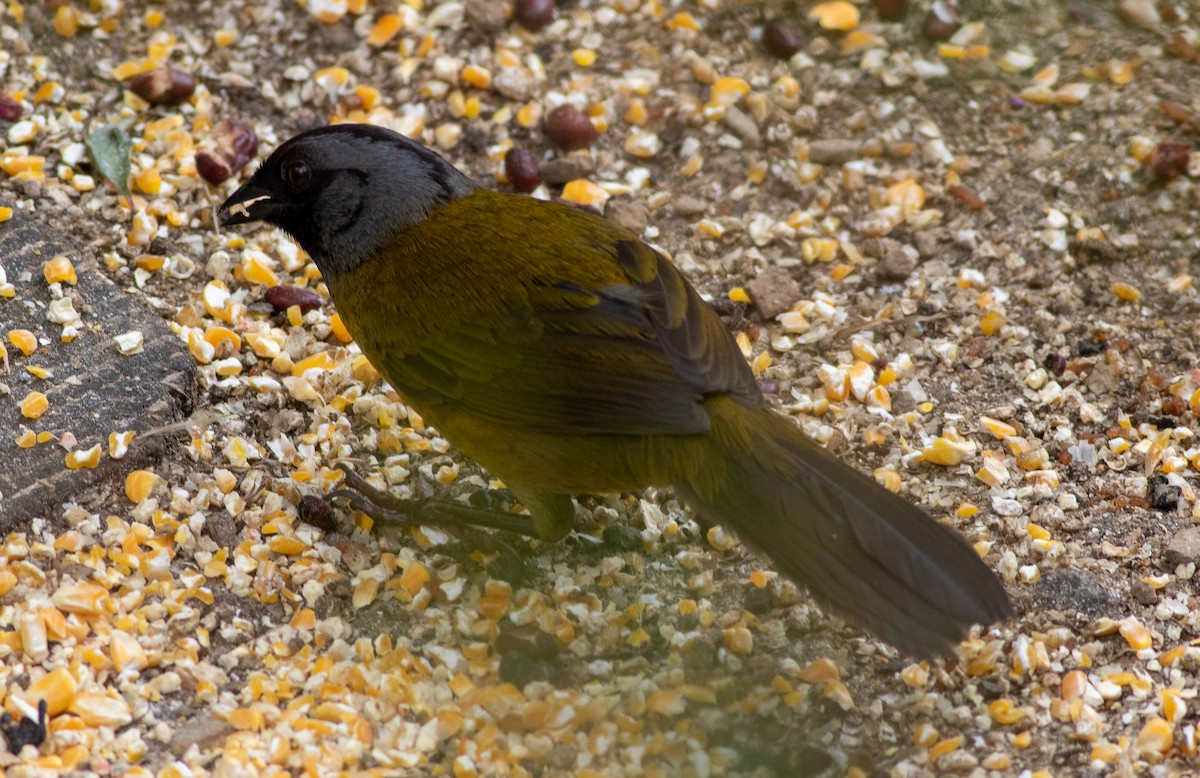 Пасовник великоногий - ML647007836