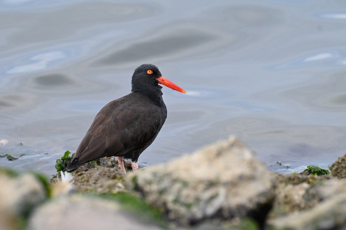 Black Oystercatcher - ML647007838
