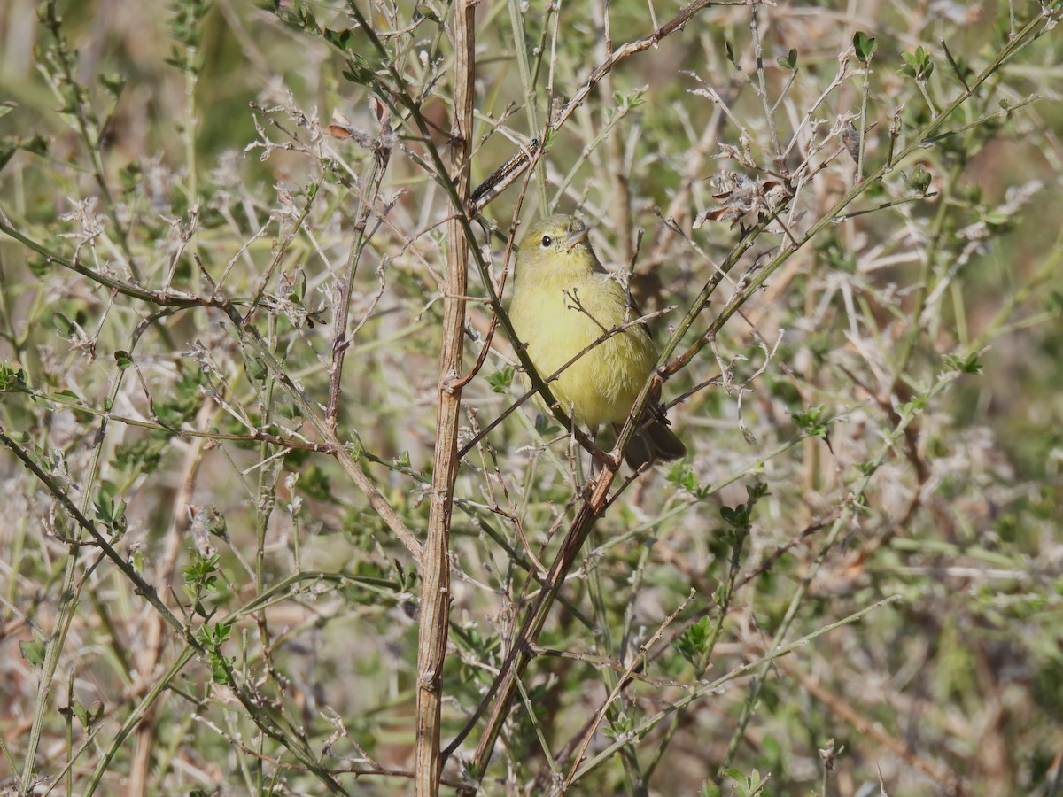 oransjekroneparula - ML647007841