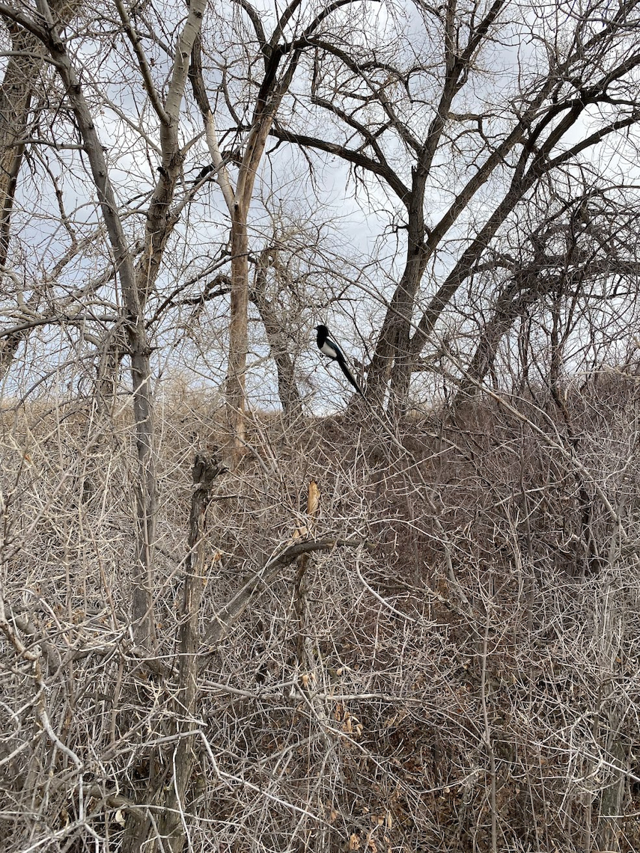 straka americká - ML647007844