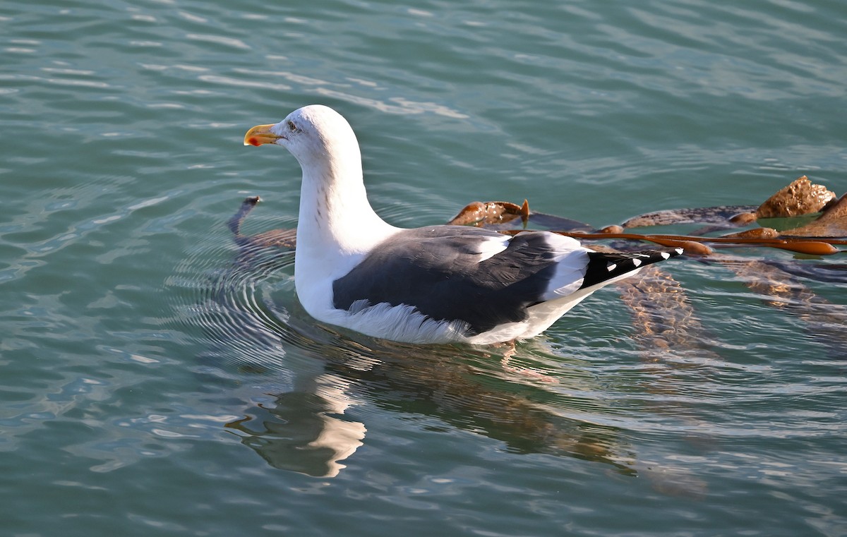 Western Gull - ML647007850