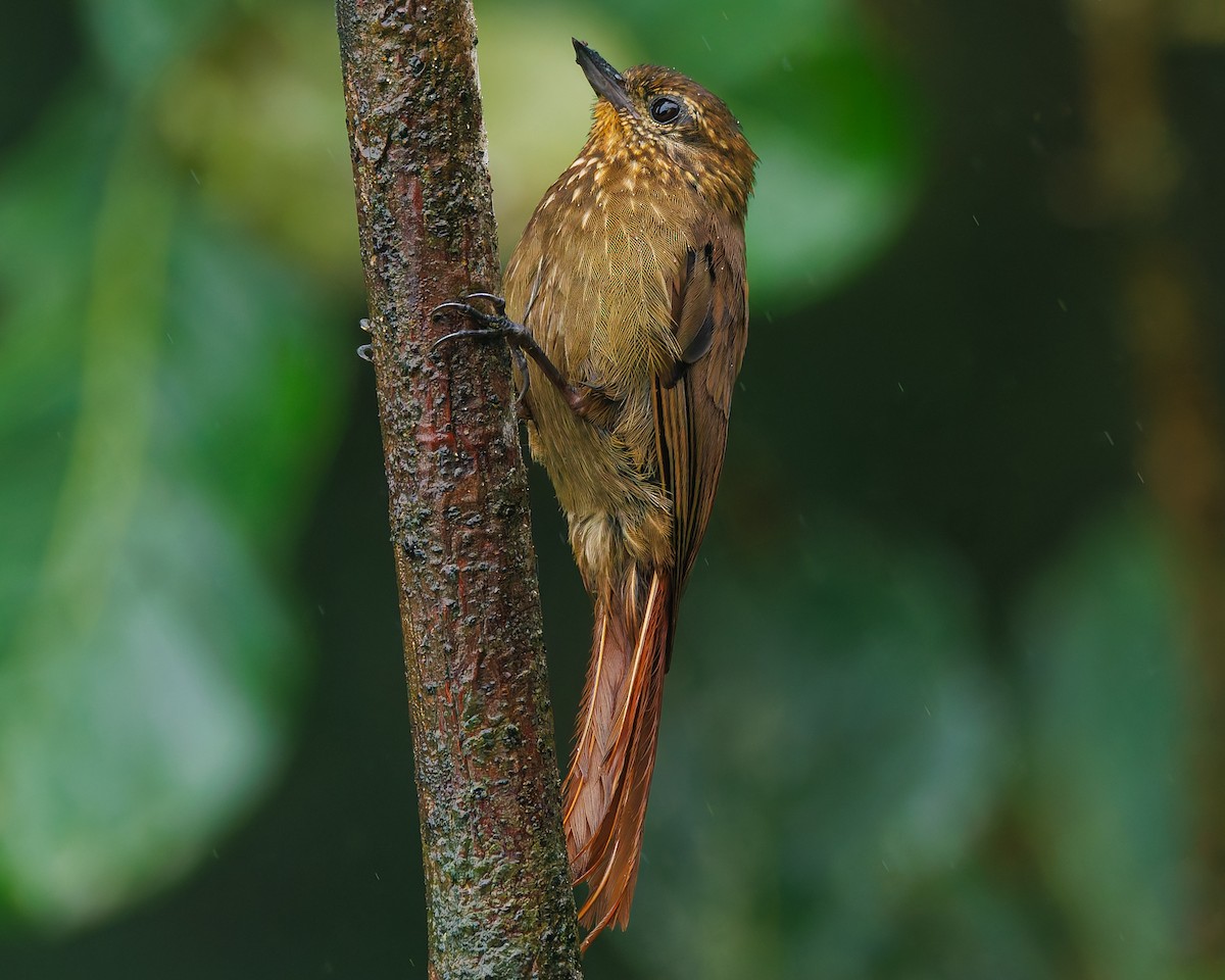 Wedge-billed Woodcreeper (pectoralis Group) - ML647007851