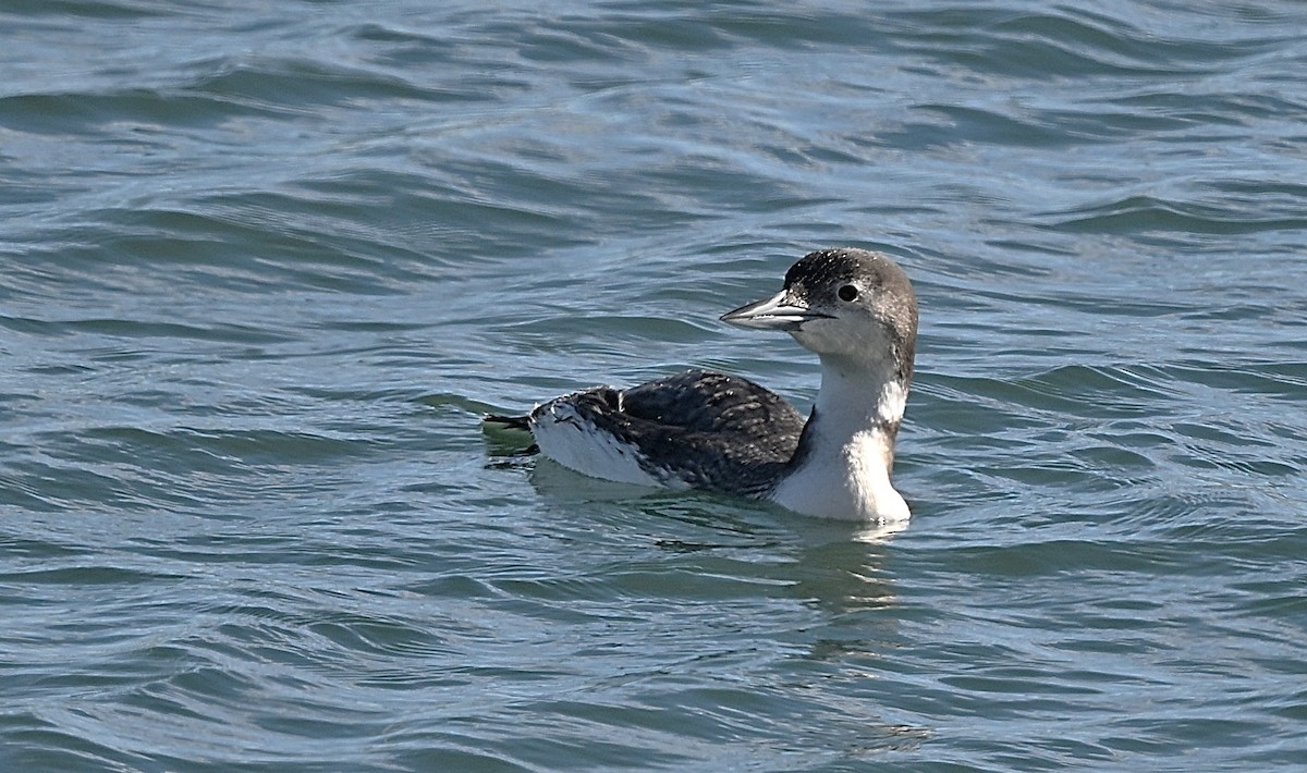 Common Loon - ML647007857