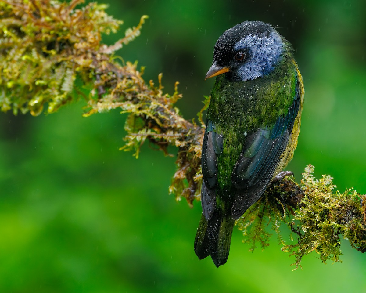 Аркея синьощока - ML647007858