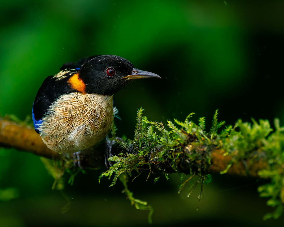 Саї малий - ML647007863