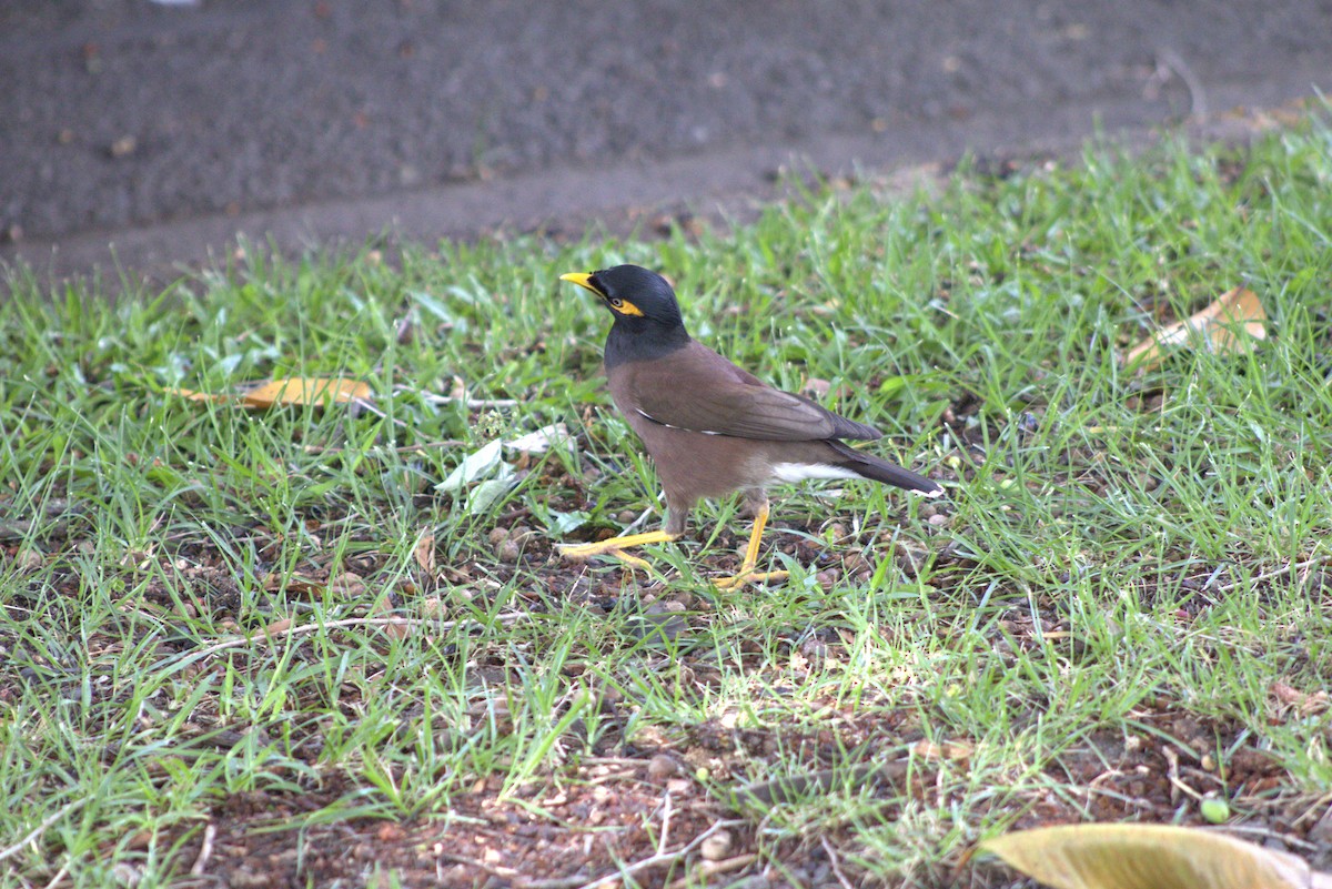 家八哥 - ML647007867