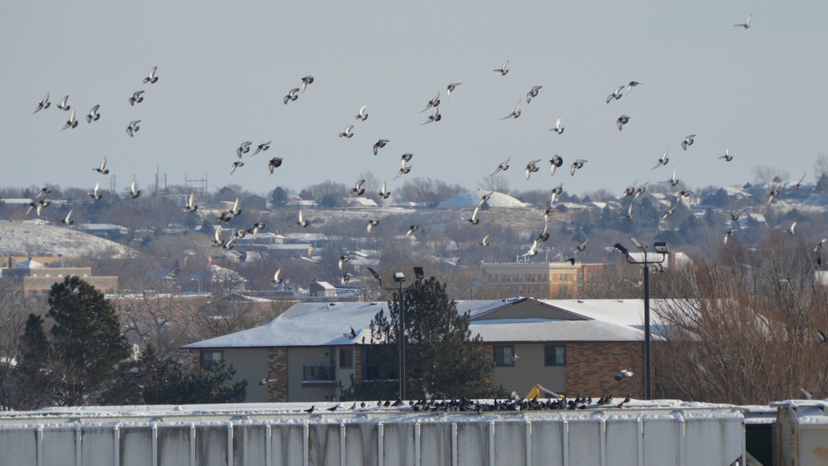 יונת בית - ML647007892
