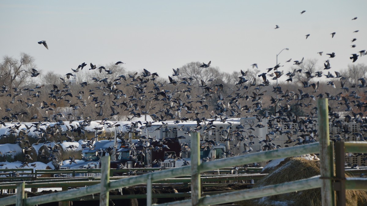 יונת בית - ML647007893