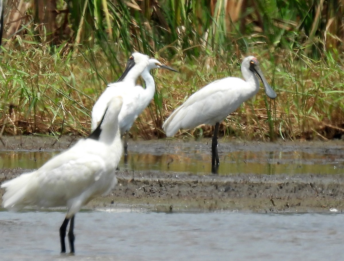Royal Spoonbill - ML647007894