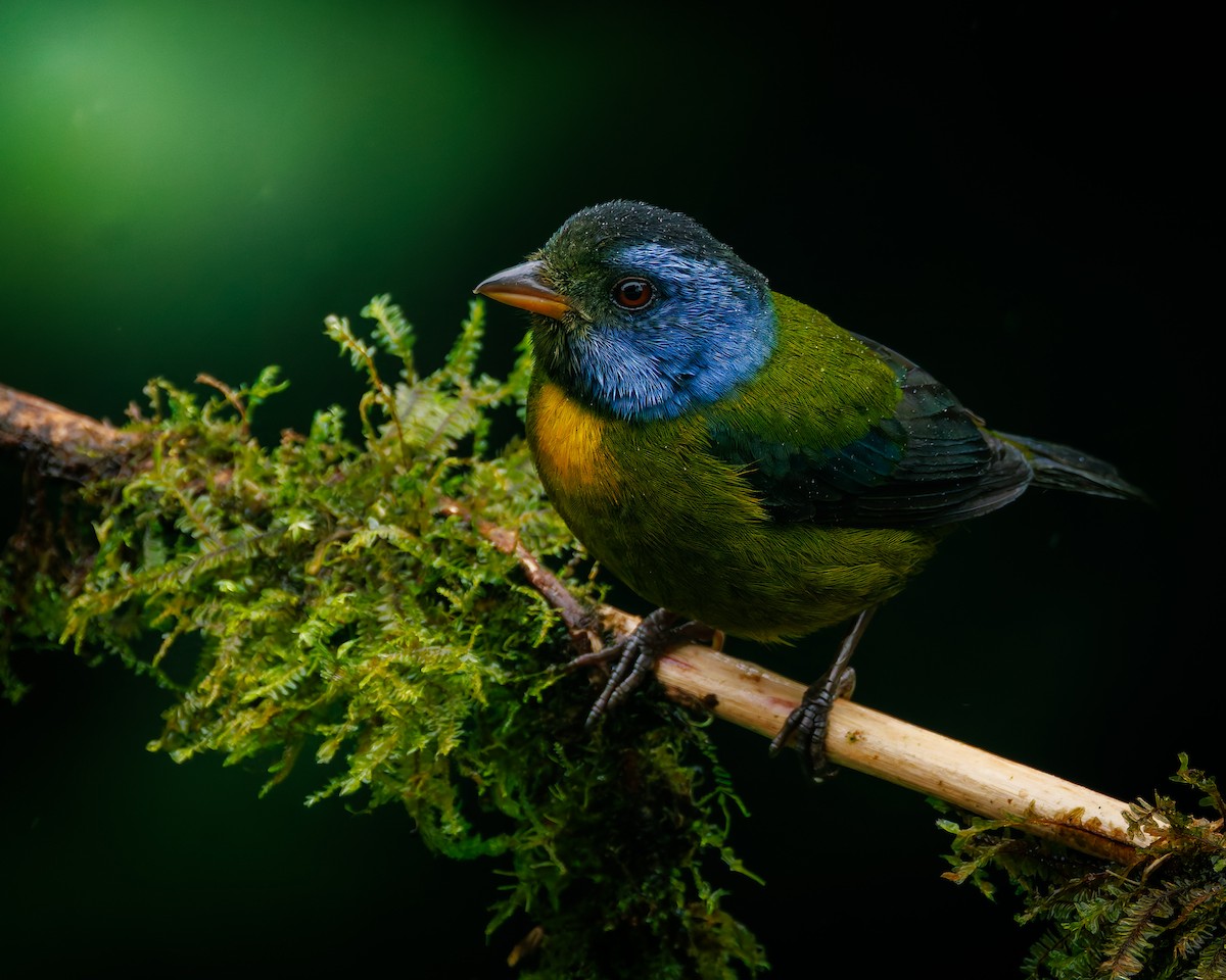 Аркея синьощока - ML647007895