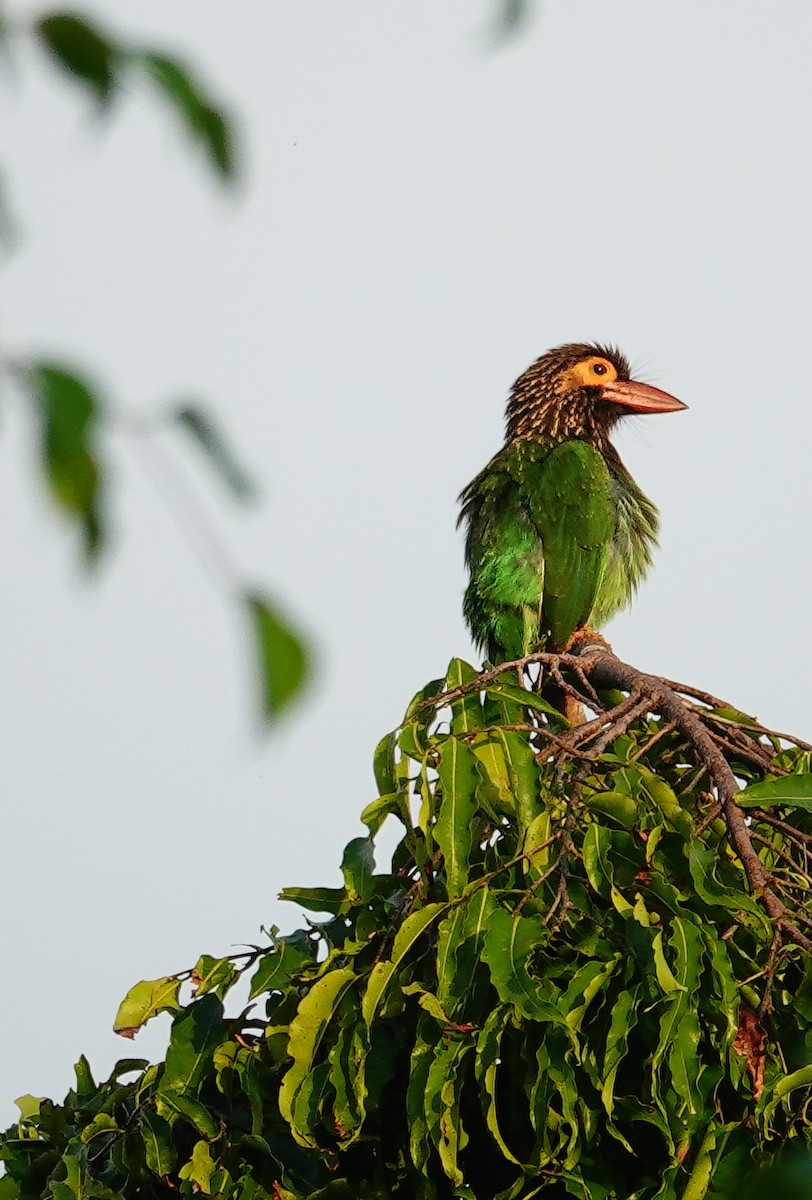 Бородастик ланкійський - ML647007898