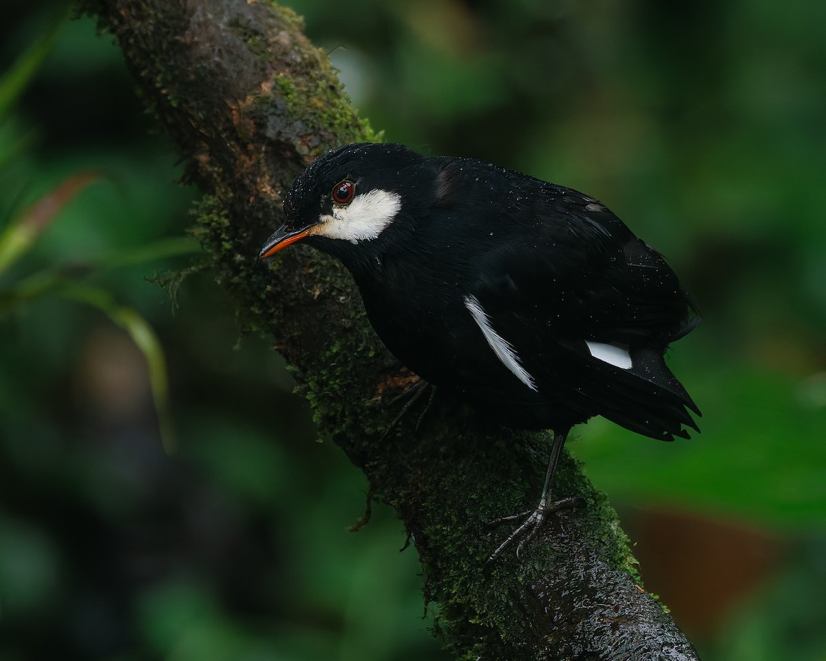 Кларіно чорний - ML647007899