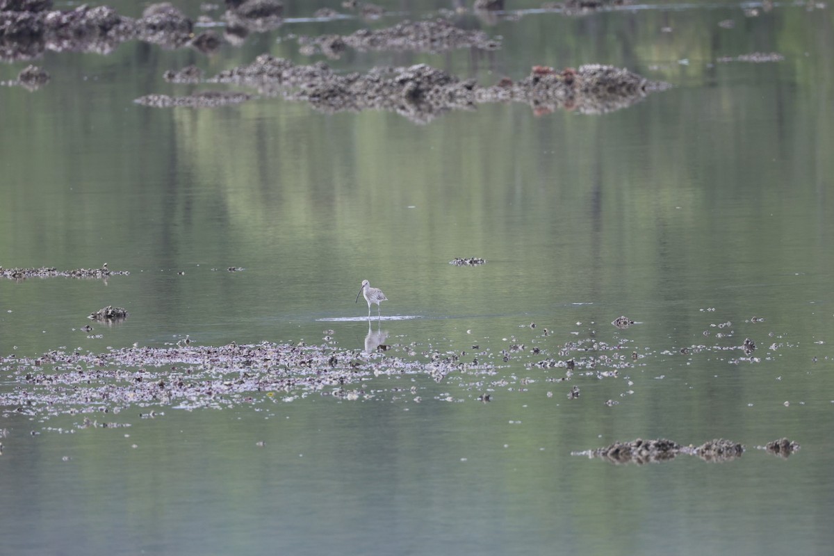 Кульон великий - ML647007901