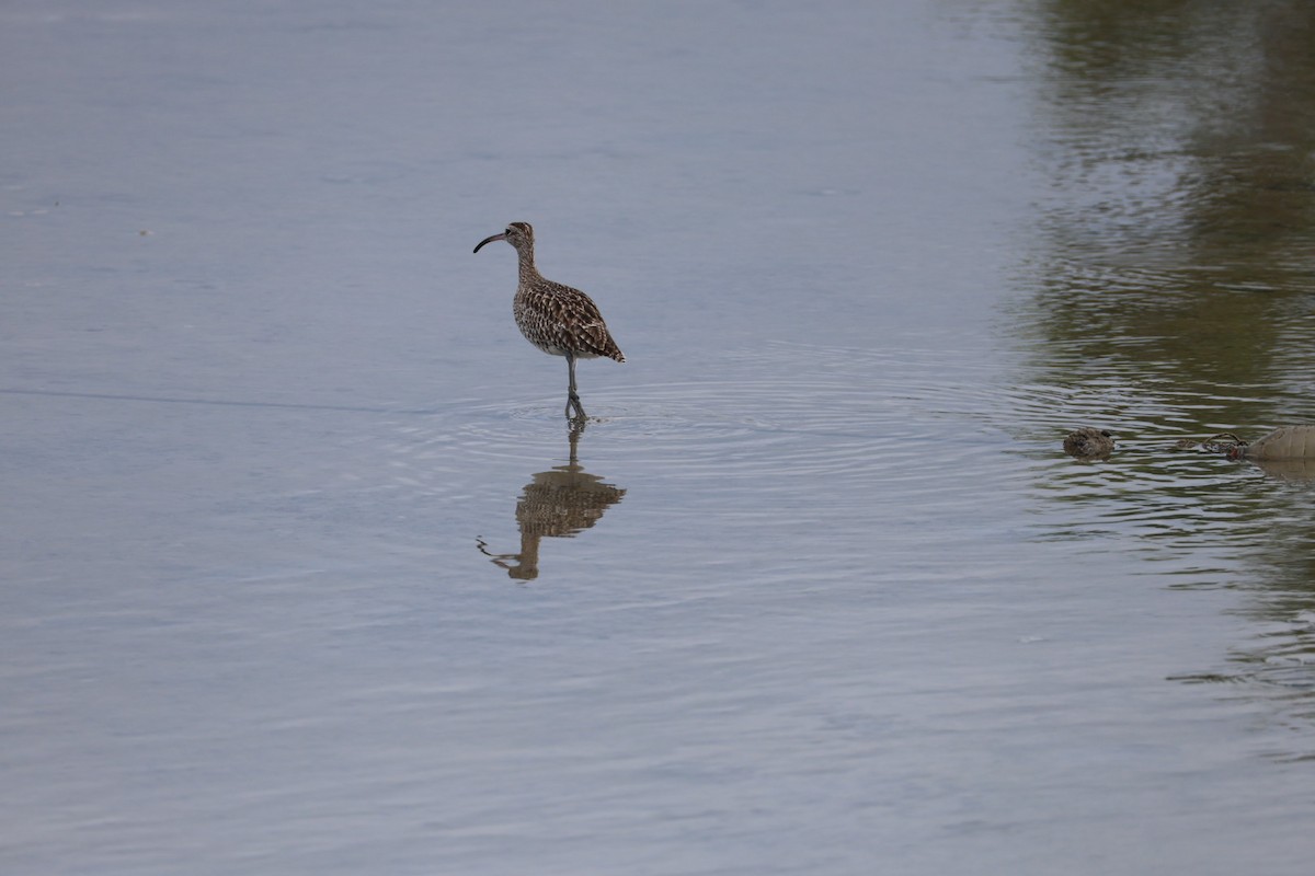 Кульон великий - ML647007903