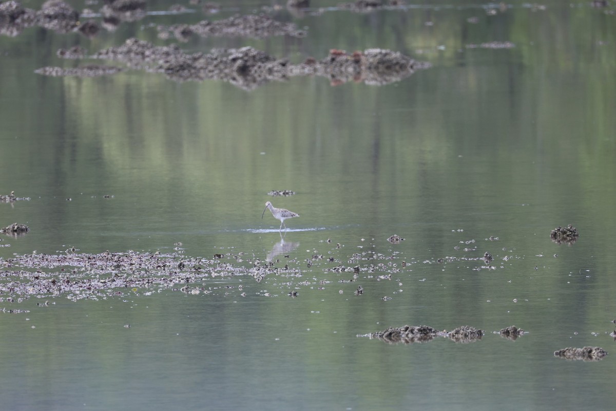 Кульон великий - ML647007904