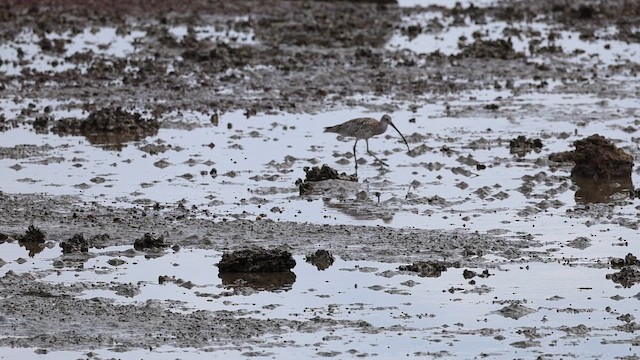 Eurasian Curlew - ML647007906