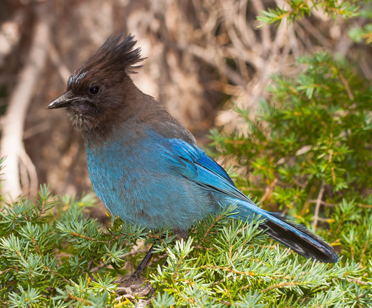 Сизойка чорноголова - ML647007907