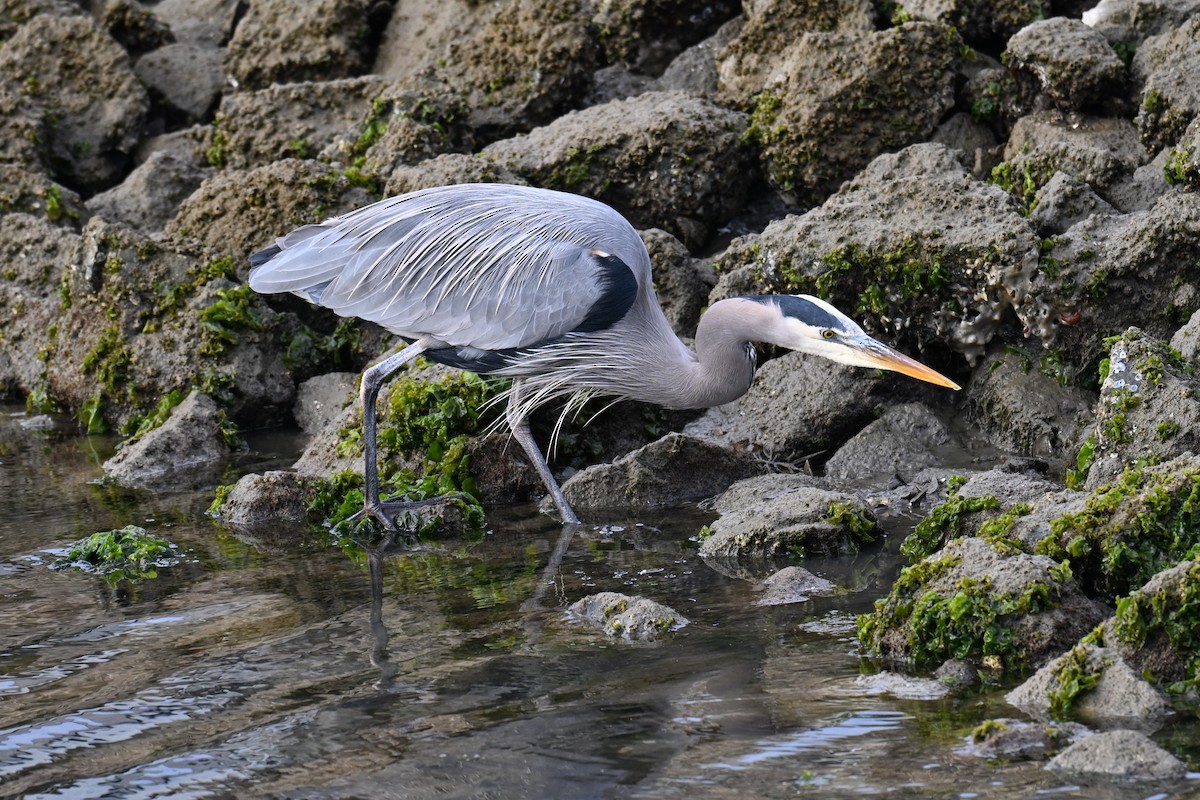 Чапля північна - ML647007908
