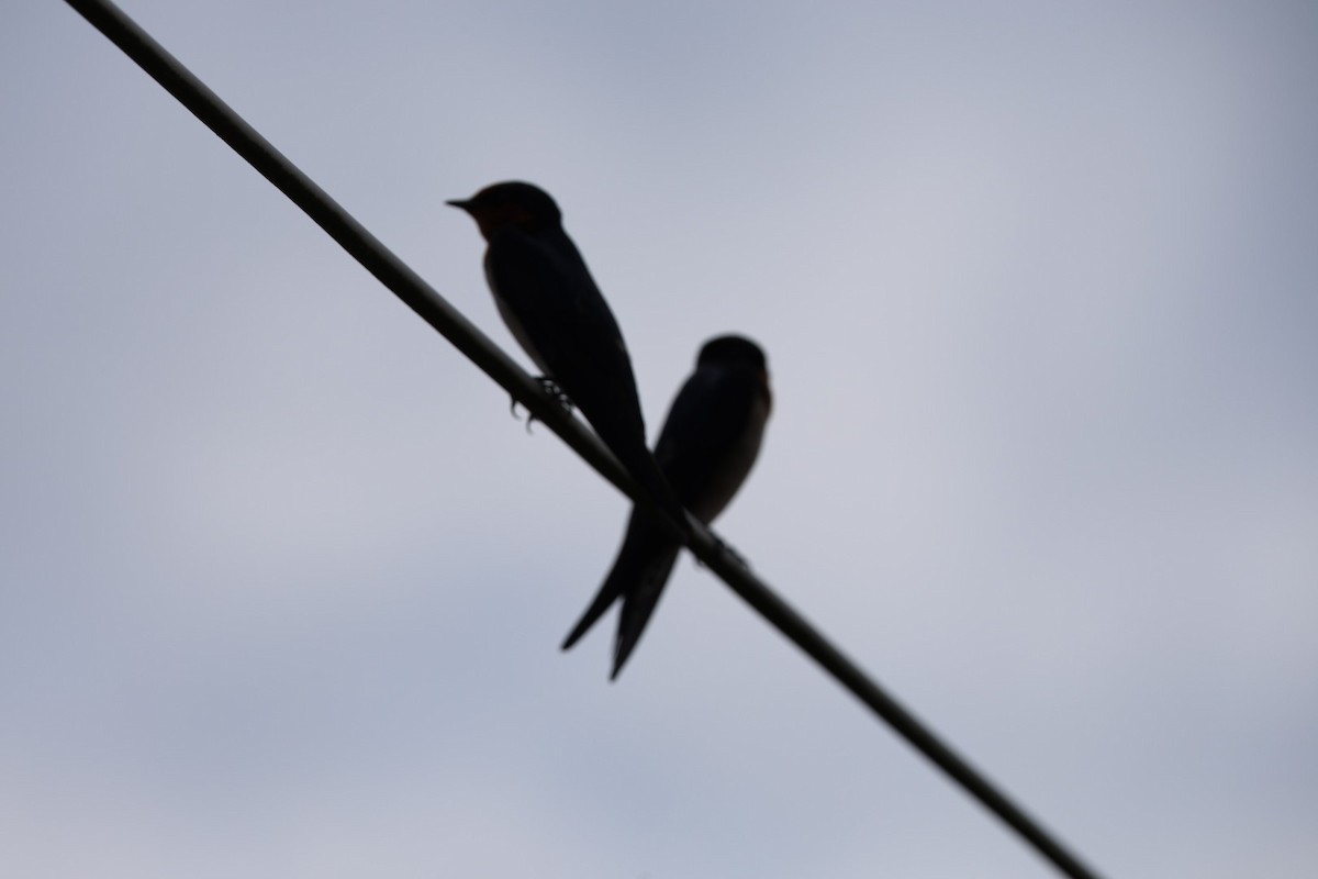 Pacific Swallow - ML647007909