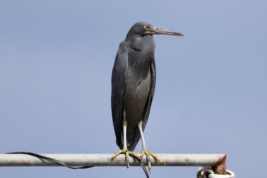 Чепура тихоокеанська - ML647007911