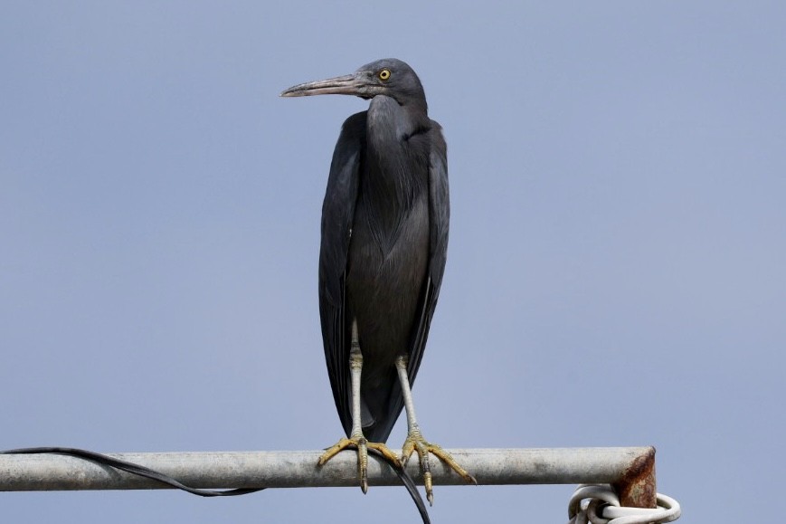 Чепура тихоокеанська - ML647007912