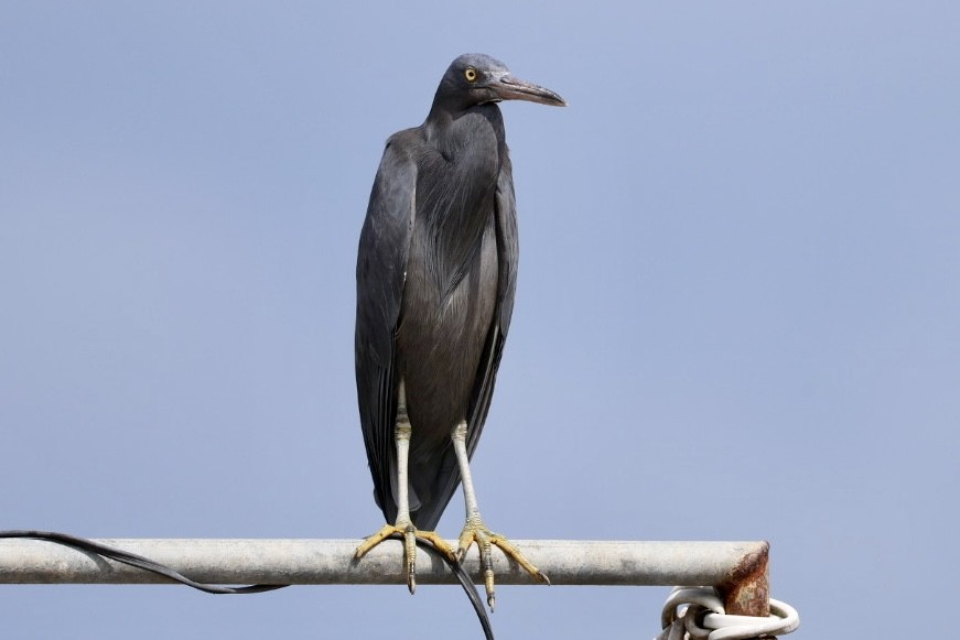 Чепура тихоокеанська - ML647007913