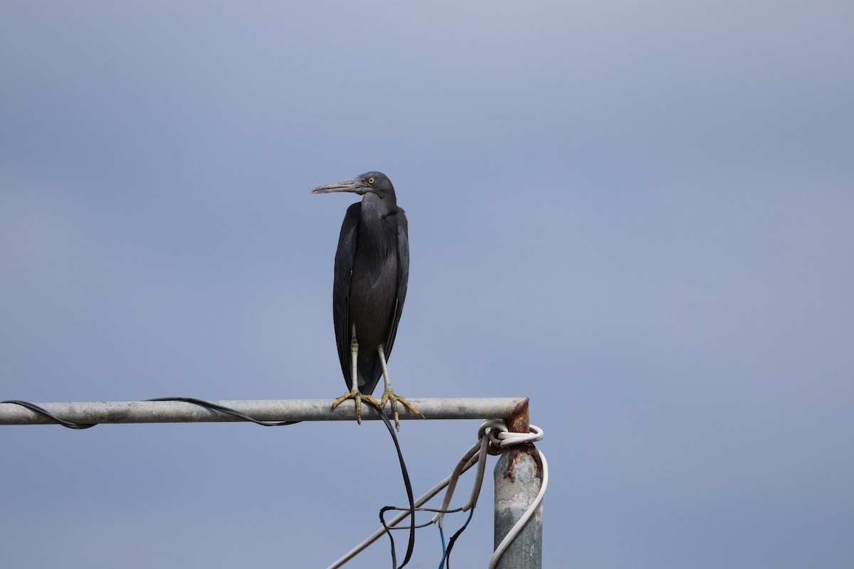 Чепура тихоокеанська - ML647007914