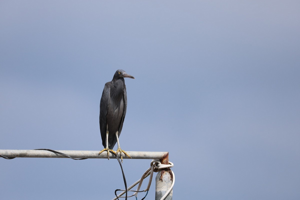 Чепура тихоокеанська - ML647007915