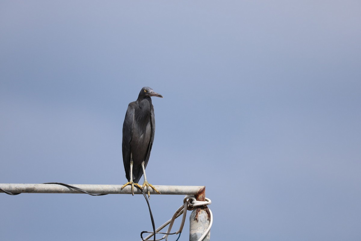 Чепура тихоокеанська - ML647007916